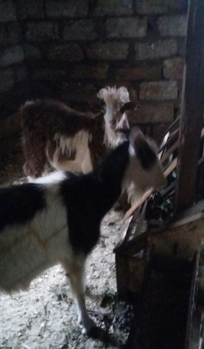 1erkek 2ksi disi anasl teze yerlidi.raslya sortudu.3cunu 300az.son qiy