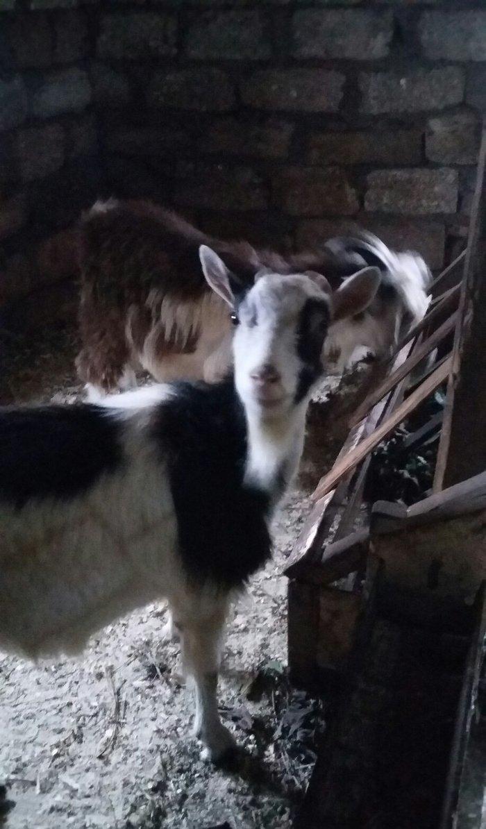 1erkek 2ksi disi anasl teze yerlidi.raslya sortudu.3cunu 300az.son qiy