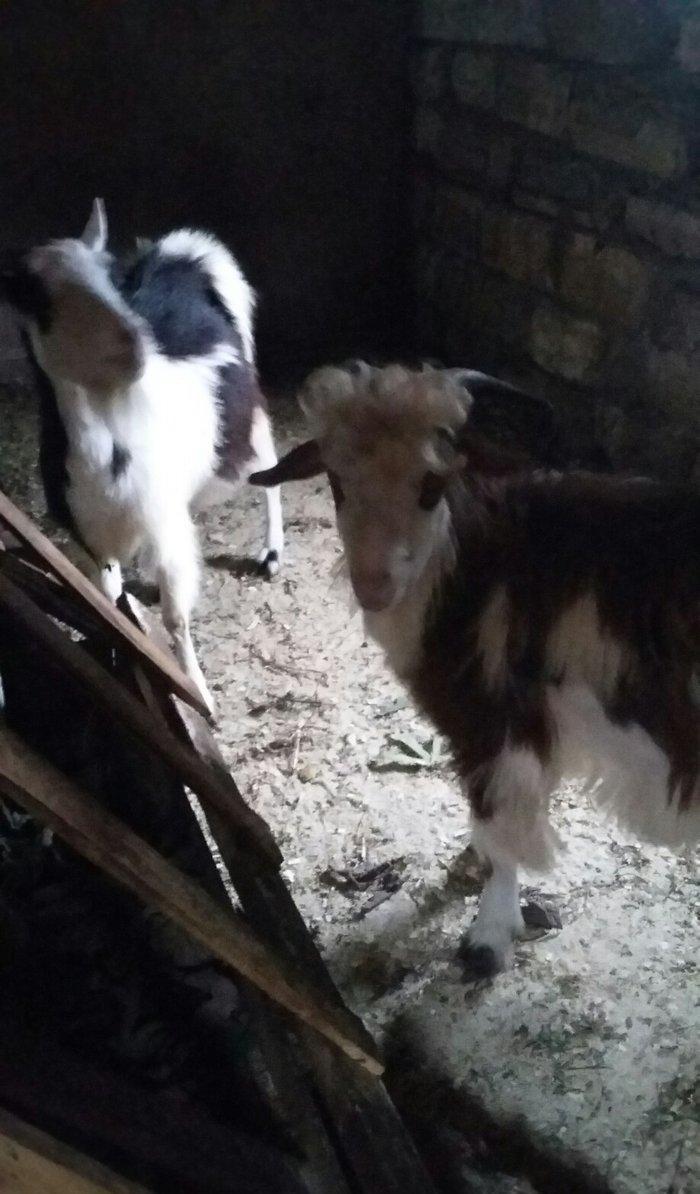 1erkek 2ksi disi anasl teze yerlidi.raslya sortudu.3cunu 300az.son qiy