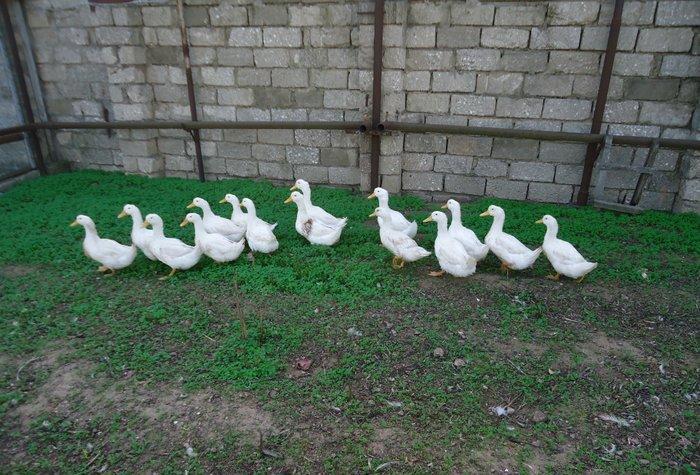 Temiz kuban sortu ordekler. 12 eded,unvan ;bine qes