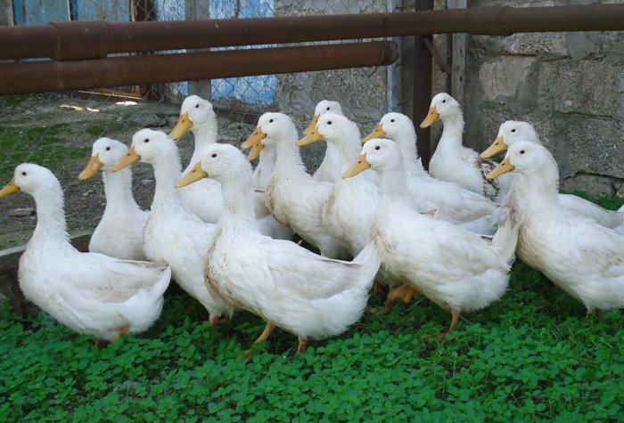 Temiz kuban sortu ordekler. 12 eded,unvan ;bine qes