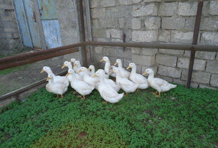 Temiz kuban sortu ordekler. 12 eded,unvan ;bine qes