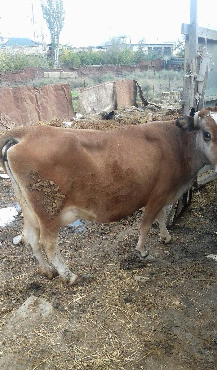 Bogazdi qapi malidi sakit heyvandi 9 litr sud verir doganda 12 litr ba