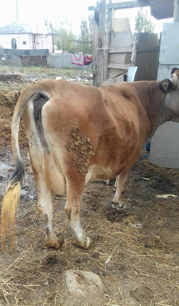 Bogazdi qapi malidi sakit heyvandi 9 litr sud verir doganda 12 litr ba