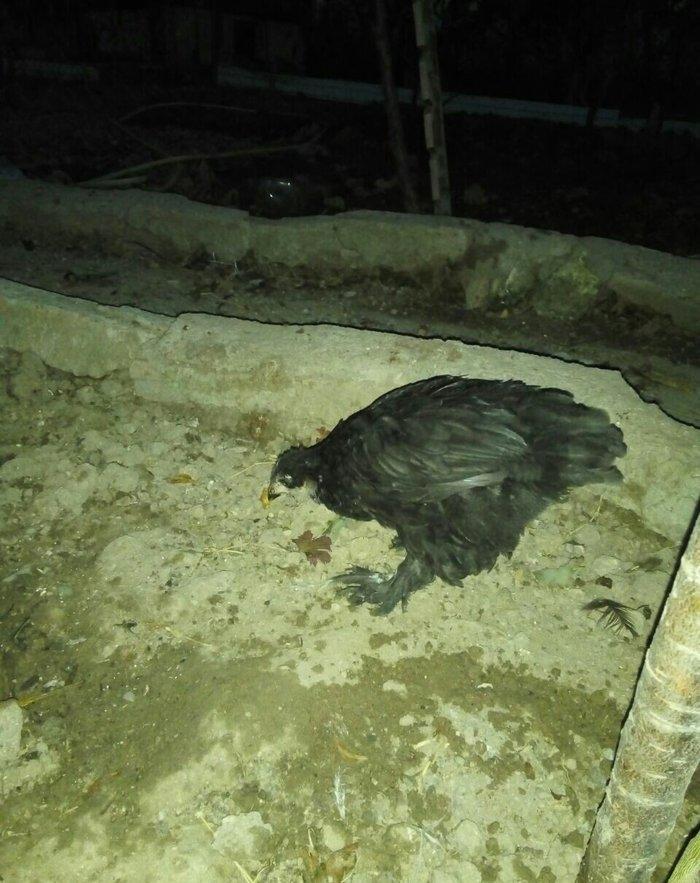 Heyrati 40 azn saglam brama temiz qan saglam 15 azn ucuz satiram