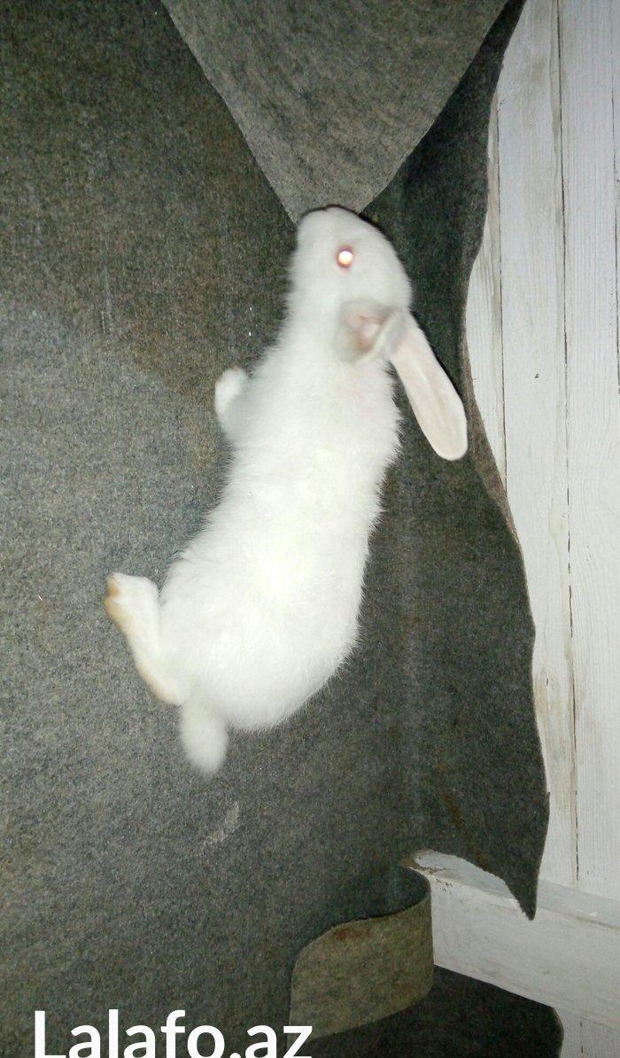 Velikan  balaları  satılır. 5  ədəddir hamsını  alana  1 əd - 20 man