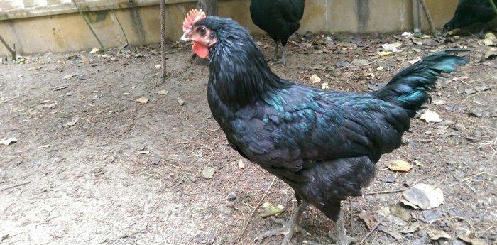 Saf qan Australorp beçeleri 4 ayliqdilar. Temiz cins, tam saglamdilar.