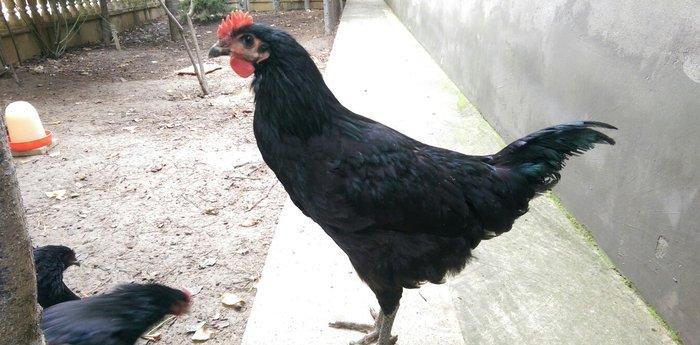 Saf qan Australorp beçeleri 4 ayliqdilar. Temiz cins, tam saglamdilar.