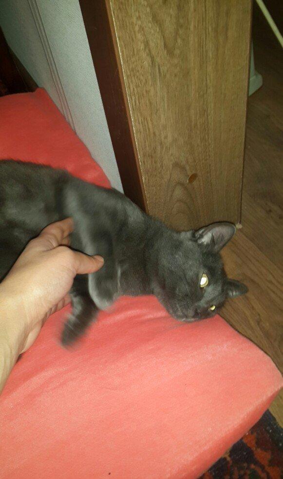 Korat cinsi ,şotland pisiyide deyilir 11 ayliq erkekdi her ay baytar h