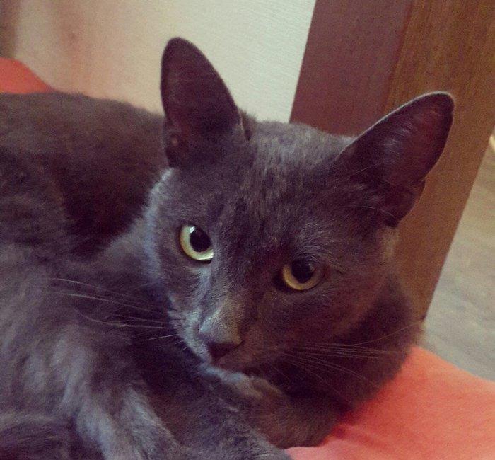 Korat cinsi ,şotland pisiyide deyilir 11 ayliq erkekdi her ay baytar h