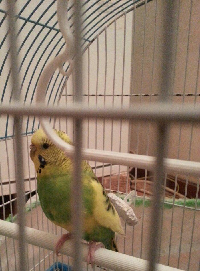 1 yaş yarımlıq dişi papuqay satilir qəfəsi ve yuvasi ile bir yerde. 1