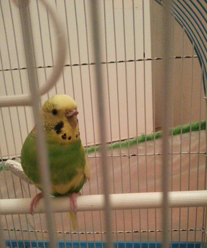 1 yaş yarımlıq dişi papuqay satilir qəfəsi ve yuvasi ile bir yerde. 1