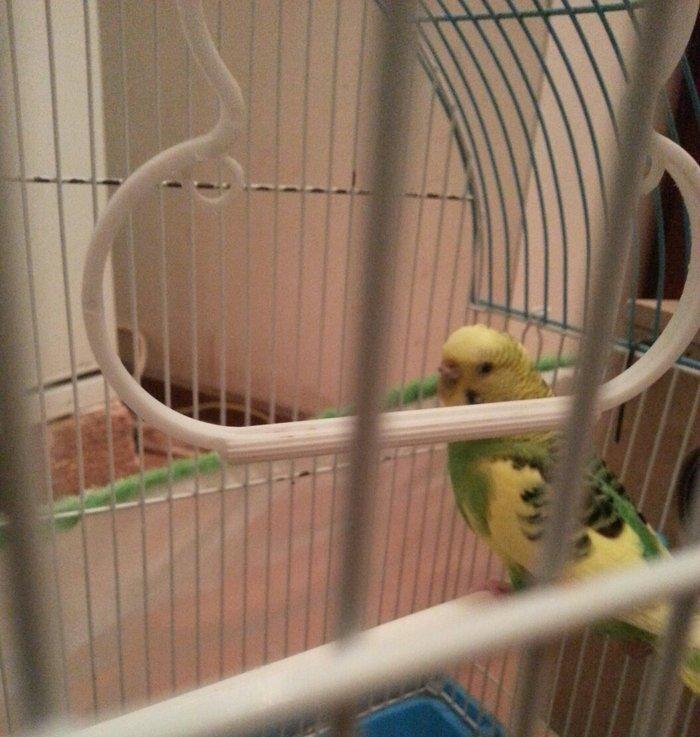 Salam il yarimliq hazir mayadi 1 defe cutde olub erkeyi ucub gedib dey