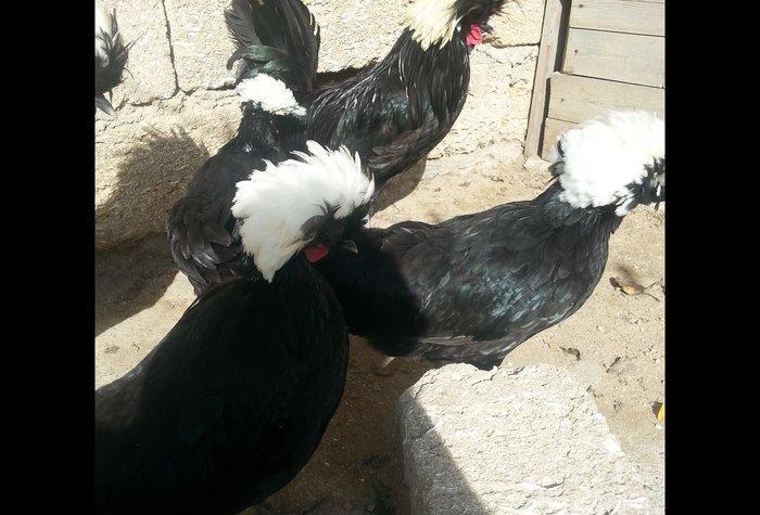 11aylıq rahibeler satılır 3 fere 2 xoruzdu 30 birinin qiymetidi hamsı