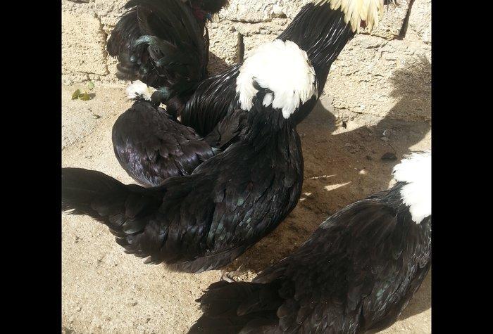 11aylıq rahibeler satılır 3 fere 2 xoruzdu 30 birinin qiymetidi hamsı