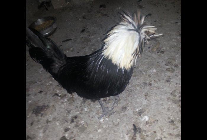 11aylıq rahibeler satılır 3 fere 2 xoruzdu 30 birinin qiymetidi hamsı