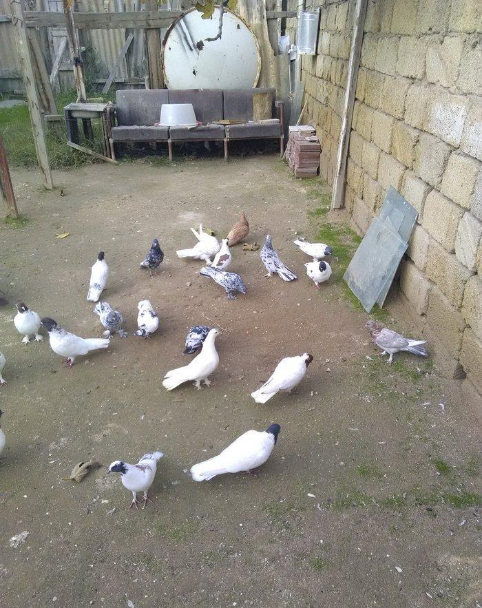 Saridan baska 23 dene qusdu qara bas qirmizi bas ebres  bir cutde ag