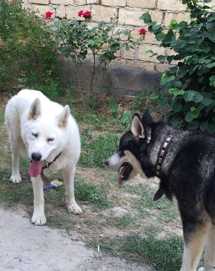 Temiz xaskidi iki disidi bir ay alti gunlukdu gorduyunuz xaskilerin ba