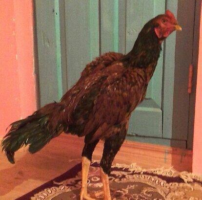 bu beceni satiram esil qubar heyvandi 6 ayliq heyvadi doyuwne soz ola