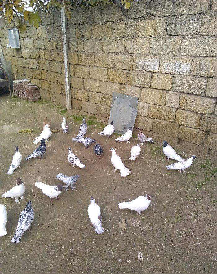 Qara bas qirmizi bas ebres bir cut ag17 18 tuk 23 denedi tergizme