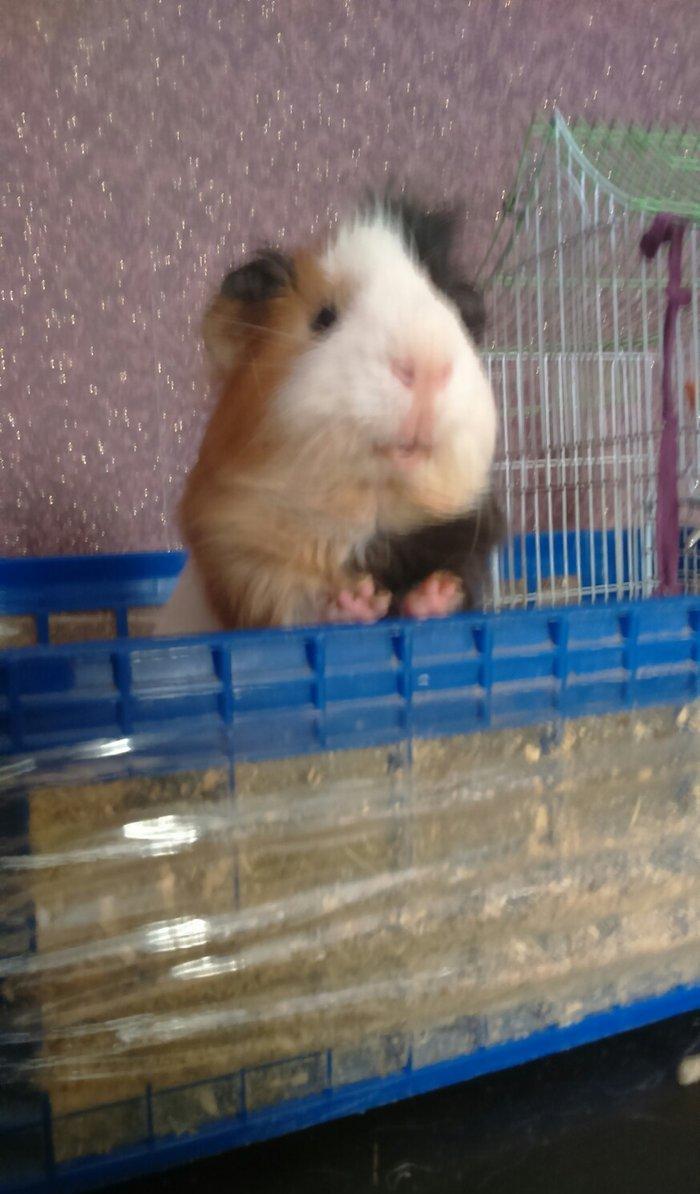 Deniz donuzu satilir. Tam saglam ve temizdir, ele oyredilib, iysiz zer