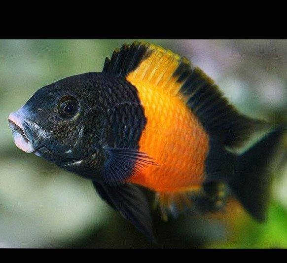 Trafeus bemba 3 eded 1 erkek 2 maya mayalardan 2 defe bala alınıb