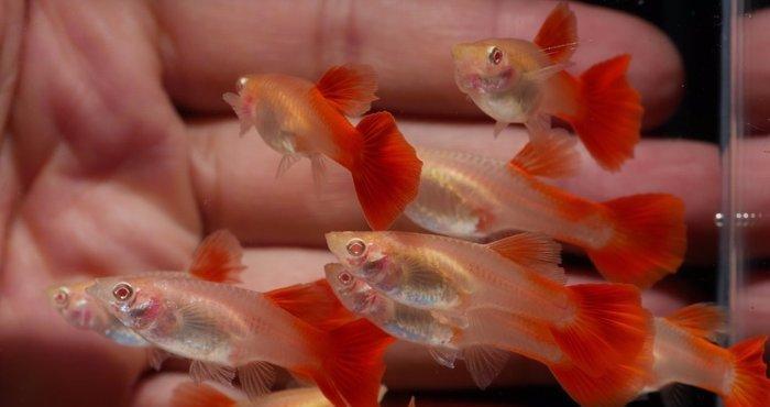 Гуппи красный альбинос 3-3,5см, 
Guppi albinos full red 3-3.5sm