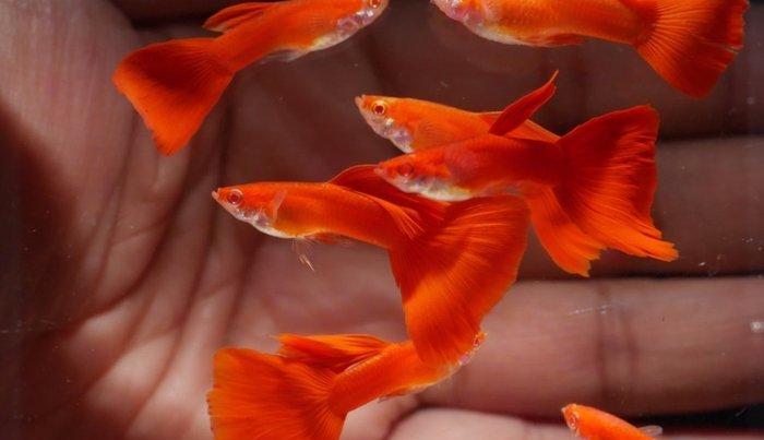 Гуппи красный альбинос 3-3,5см, 
Guppi albinos full red 3-3.5sm