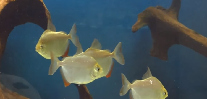 Dollar balıgı 8-9sm 40 ceşitin uzərində balıqlar bitki və sadə