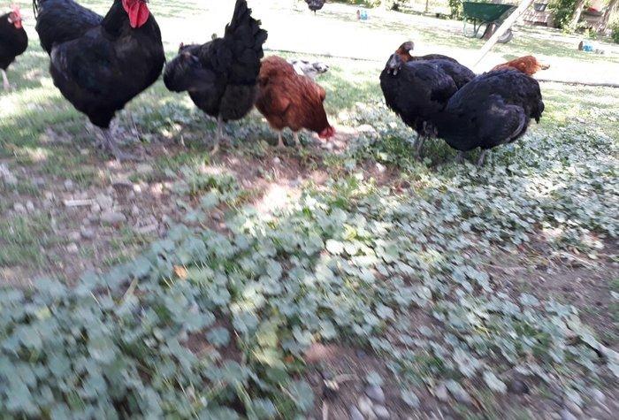 Avstrolop (austrolop) 
en cox yumurta veren hem cox sakit qeseng gorun