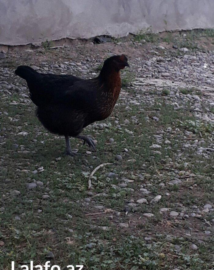 Avstrolop (austrolop) 
en cox yumurta veren hem cox sakit qeseng gorun