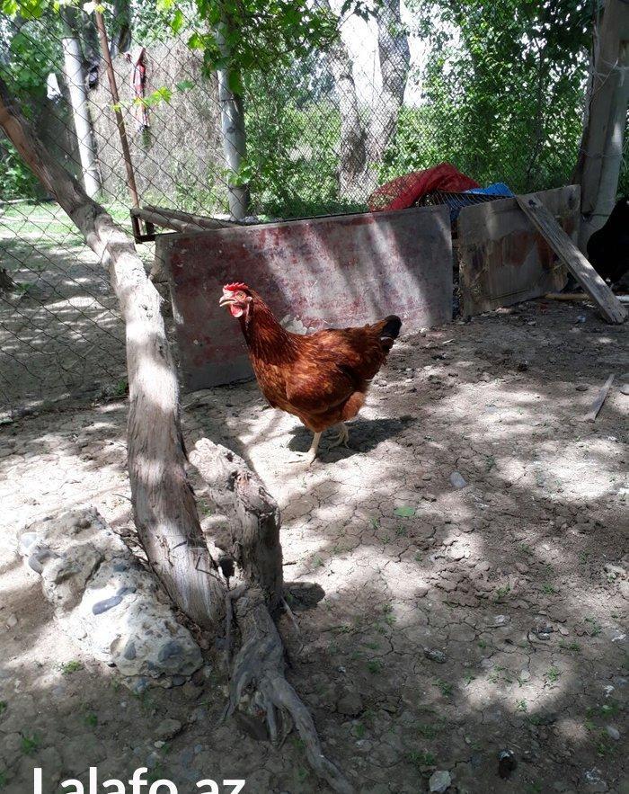 Avstrolop (austrolop) 
en cox yumurta veren hem cox sakit qeseng gorun