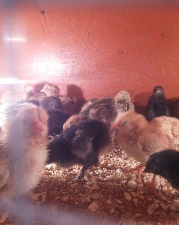 5 gunluk bramanin (her sortu var)cuceleri satilir.temiz qandir.qiymet