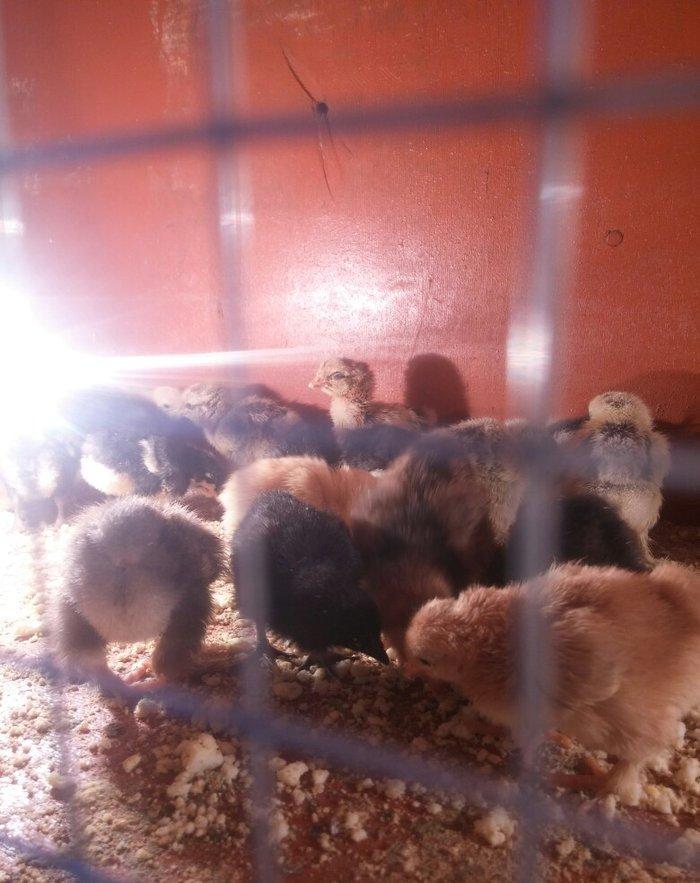 5 gunluk bramanin (her sortu var)cuceleri satilir.temiz qandir.qiymet