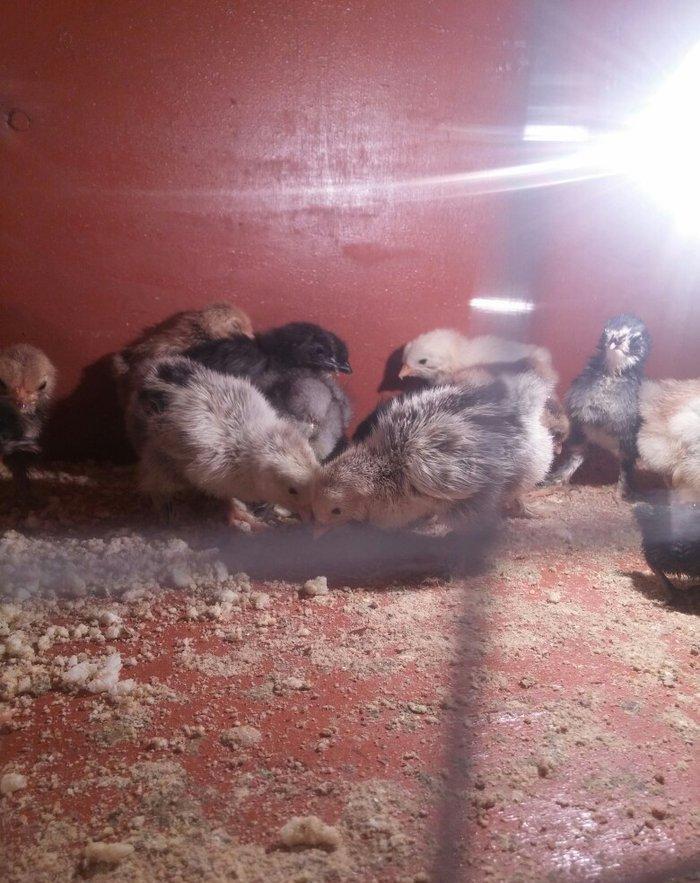 5 gunluk bramanin (her sortu var)cuceleri satilir.temiz qandir.qiymet