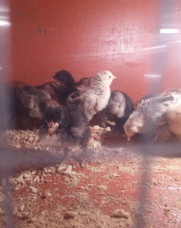 5 gunluk bramanin (her sortu var)cuceleri satilir.temiz qandir.qiymet