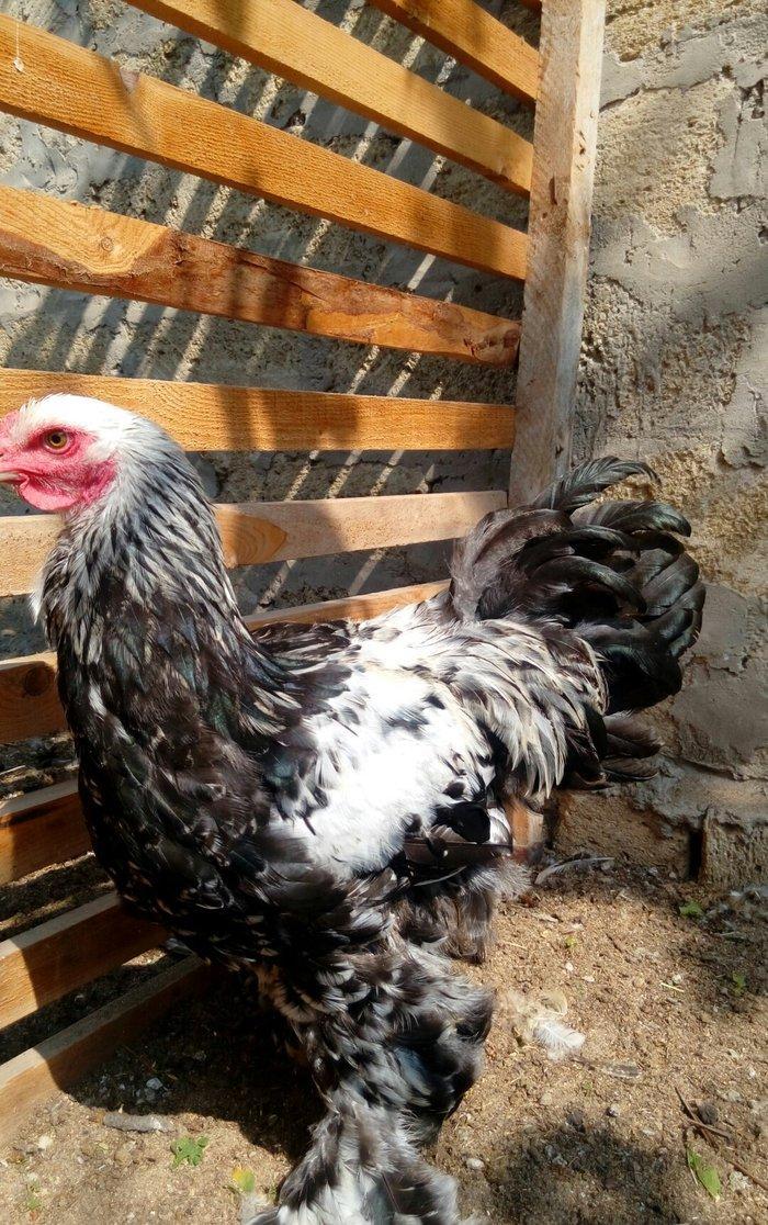 Brama dark temiz qan mayali brama qold temiz qan mayali heyvanlarin y