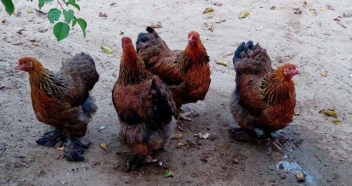 Brama dark temiz qan mayali brama qold temiz qan mayali heyvanlarin y