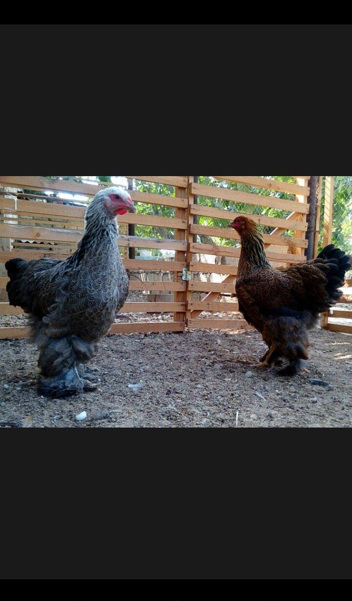 Brama dark temiz qan mayali brama qold temiz qan mayali heyvanlarin y