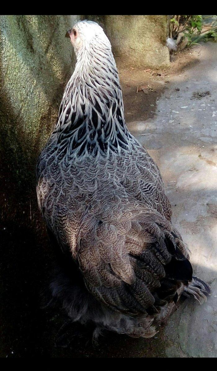 Brama dark temiz qan mayali brama qold temiz qan mayali heyvanlarin y