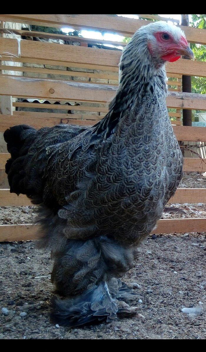 Brama dark temiz qan mayali brama qold temiz qan mayali heyvanlarin y