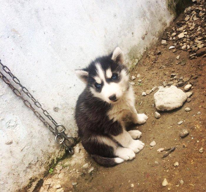 Temiz xaski balaları satılır 2 erkek qalıb şekiller itlerin reyal şeki