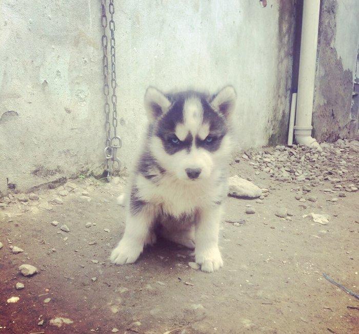 Temiz xaski balaları satılır 2 erkek qalıb şekiller itlerin reyal şeki