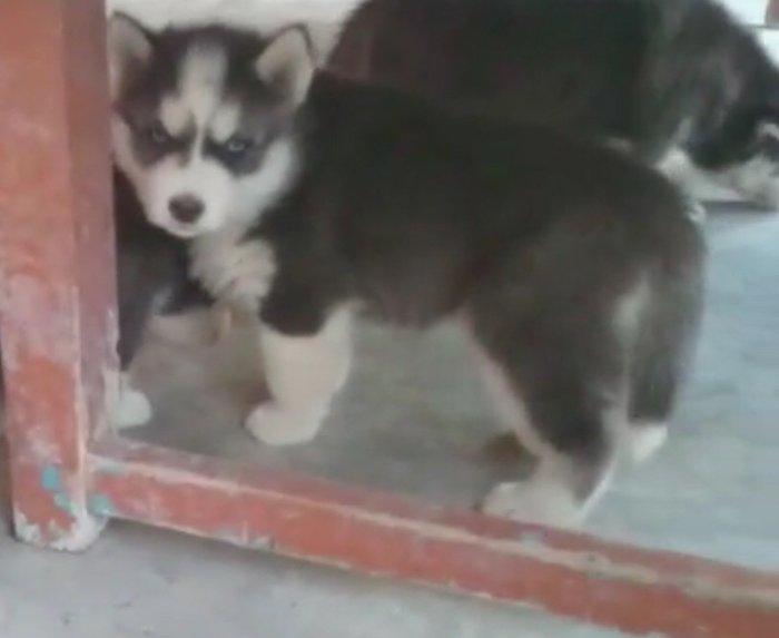 Temiz xaski balaları satılır 2 erkek qalıb şekiller itlerin reyal şeki