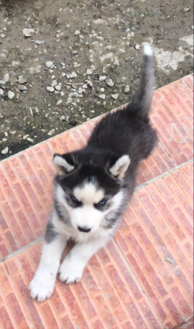 Temiz xaski balaları satılır 2 erkek qalıb şekiller itlerin reyal şeki