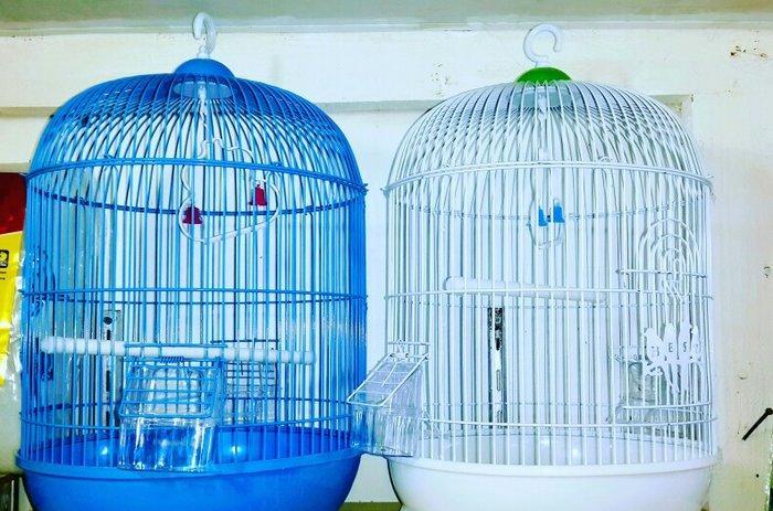 teze iri papuqay qefesi satilir. gozel gornuwe malikdir. icinin her bi