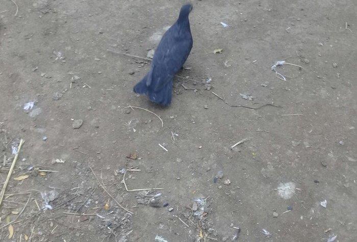 qaralar satilir maya 19 quyruq erkey 16 tam saglam qizgin quşlardi