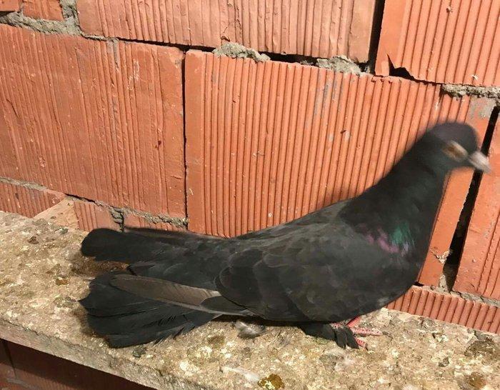 qaralar satilir maya 19 quyruq erkey 16 tam saglam qizgin quşlardi