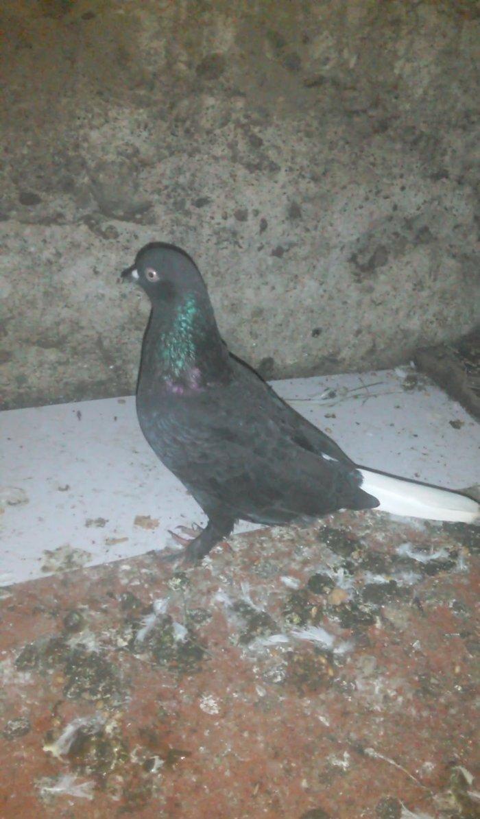 Komur qara ag quyruq hazir cutdu agbas ag qanad mayadi quwlar