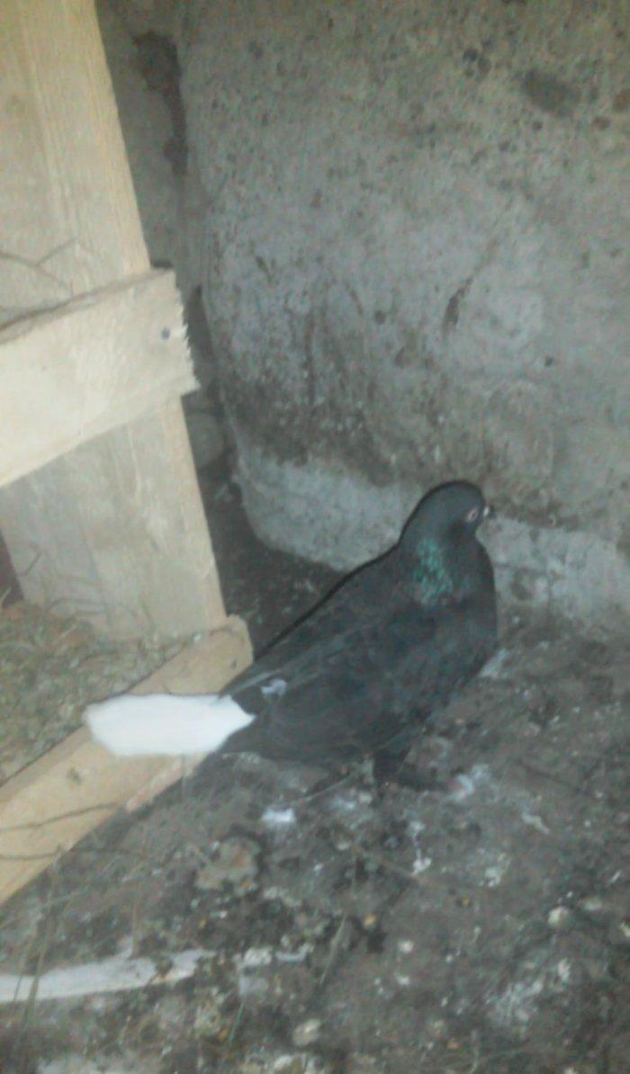 Komur qara ag quyruq hazir cutdu agbas ag qanad mayadi quwlar